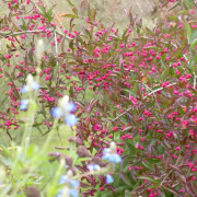 Benved - Euonymus europaeus Red Cascade (Storlek: busk C5)