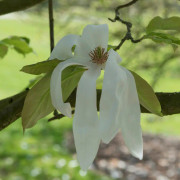 Pilbladsmagnolia - Magnolia salicifolia Wada´s Memory (Storlek: 40-80 C5)