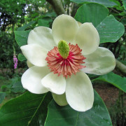 Sieboldmagnolia/Buskmagnolia - Magnolia sieboldii (Storlek: 30-40 C2)
