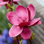 Magnolia - Magnolia Genie ® (Storlek: busk C3)
