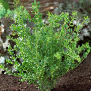 Japansk Järnek - Ilex crenata Convexa (Storlek: 30-40 C2)