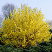 Dvärgforsythia - Forsythia x intermedia Minigold (Storlek: 40-50 C2,5)