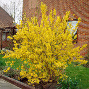 Hybridforsythia - Forsythia x intermedia Lynwood (Storlek: 30-40 C3)