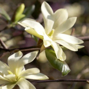 Magnolia - Magnolia Gold Star (Storlek: 60-80 C7)