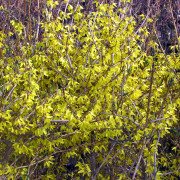 Forsythia - Forsythia Northern Gold (Storlek: busk C3,5)