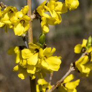 Tidig Forsythia - Forsythia ovata Tetragold (Storlek: 40-50 C3)