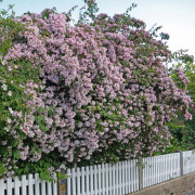 Paradisbuske - Kolkwitzia amabilis (Storlek: solitär 125-150 co)