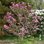 Liljemagnolia - Magnolia liliiflora Susan (Storlek: 60-80 co)