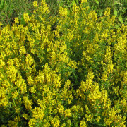 Färgginst - Genista tinctoria Royal Gold (Storlek: 30-40 C2)
