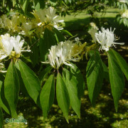 Koreatry - Lonicera maackii Kristall E (Storlek: busk C3,5)