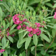 Smalkalmia - Kalmia angustifolia Rubra (Storlek: busk C2)