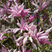 Magnolia - Magnolia liliiflora Ricki (Storlek: 40-50 C5)
