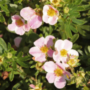 Ölandstok - Dasiphora fruticosa Pink Beauty / Lovely Pink ® (Storlek: busk C3,5)