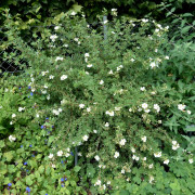 Ölandstok - Dasiphora fruticosa Abbotswood (Storlek: busk C3,5)