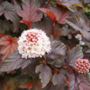Smällspirea - Physocarpus opulifolius Lady in Red ® (Storlek: busk C3,5)