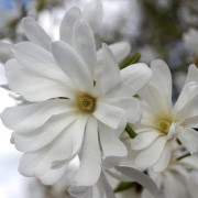 Stjärnmagnolia - Magnolia stellata Royal Star (Storlek: busk C15)