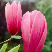 Praktmagnolia - Magnolia x soulangeana Rustica Rubra (Storlek: busk C3)