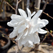 Hybridmagnolia (Storlek: 80-100 C10)