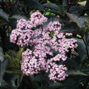 Fläder/Purpurfläder - Sambucus nigra Black Beauty ® (Gerda) (Storlek: 30-40 C2,5)