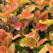 Smällspirea - Physocarpus opulifolius Amber Jubilee ® (Storlek: busk C5)