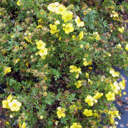 Ölandstok - Dasiphora fruticosa Goldstar (Storlek: busk C3,5)