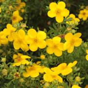 Ölandstok - Dasiphora fruticosa Goldfinger (Storlek: E-planta busk C3,5)