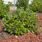 Lagerhägg - Prunus laurocerasus Etna ® (Storlek: 50-60 co)