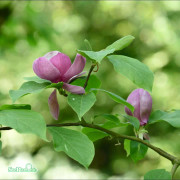 Praktmagnolia - Magnolia x soulangeana Lennei (Storlek: 30-40 C3)