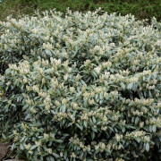 Lagerhägg - Prunus laurocerasus Otto Luyken (Storlek: 30-40 co)