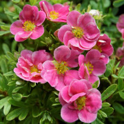 Ölandstok - Dasiphora fruticosa Pink Paradise ® (Storlek: busk C3,5)