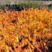 Rönnsumak - Rhus typhina Tiger Eyes ® (Bailtiger) (Storlek: busk C3,5)