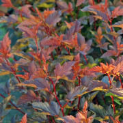 Smällspirea - Physocarpus opulifolius Diable D´ Or´ ® (Storlek: busk C3,5)
