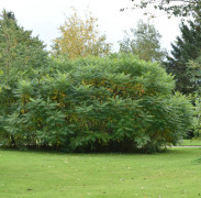 Rönnsumak - Rhus typhina (Storlek: 100-125 co)