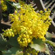 Mahonia - Mahonia aquifolium Apollo (Storlek: 25-30 Co)