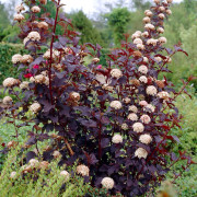 Smällspirea/Djävulsbuske - Physocarpus opulifolius Diabolo ® (Storlek: busk C5)