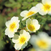 Ölandstok - Dasiphora fruticosa Limelight (Storlek: busk C5)