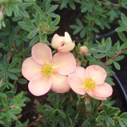 Ölandstok - Dasiphora fruticosa Daydawn (Storlek: 30-40 C3)