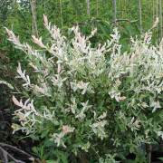 Eukalyptusvide /Japansk Dvärgpil - Salix integra Hakuro Nishiki (Storlek: busk C2)