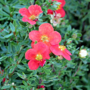 Ölandstok - Dasiphora fruticosa Marian Red Robin ® (Storlek: busk C3,5)