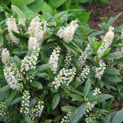 Lagerhägg - Prunus laurocerasus Gajo ® (Storlek: 40-50 C7,5)