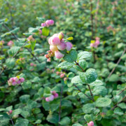 Doorenbossnöbär - Symphoricarpos x doorenb. Mother of Pearl (Storlek: busk C3,5)