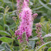 Klasespirea - Spiraea x billardii (Storlek: busk C3,5)
