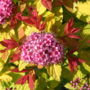 Dvärgpraktspirea - Spiraea japonica Magic Carpet ® (Storlek: busk C3,5)