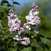 Ädelsyren - Syringa vulgaris Beauty of Moscow (Storlek: 120 stam co)