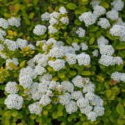Björkspirea - Spiraea betulifolia Tor Gold ® (Storlek: busk C3,5)