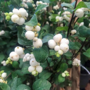 Snöbär/Doorenbossnöbär - Symphoricarpos x doorenb. White Hedge (Storlek: busk C3,5)
