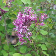 Dvärgsyrén - Syringa meyeri Red Pixie (Storlek: 30-40 C3)