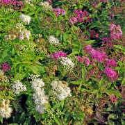 Praktspirea - Spiraea japonica Genpei (Shirobana) (Storlek: busk C3,5)