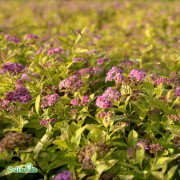 Praktspirea - Spiraea japonica Goldflame (Storlek: busk C3,5)