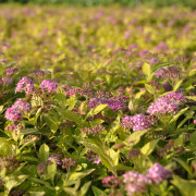 Praktspirea - Spiraea japonica Goldmound (Storlek: busk C3,5)